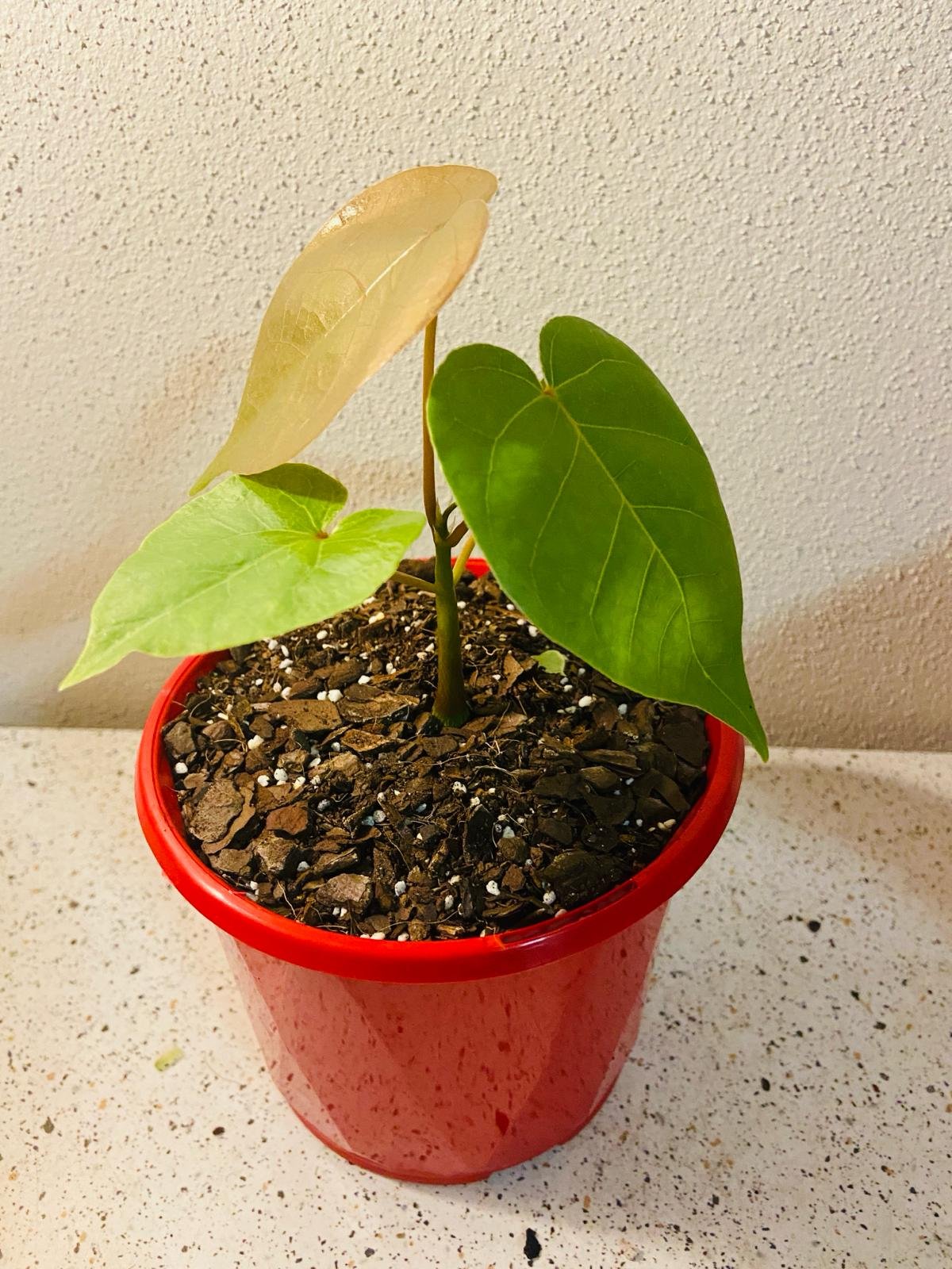 Bombax Ellipticum