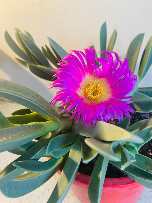 Carpobrotus Glaucescens #70 - Two in One ( Pigface or Angular Pigface)