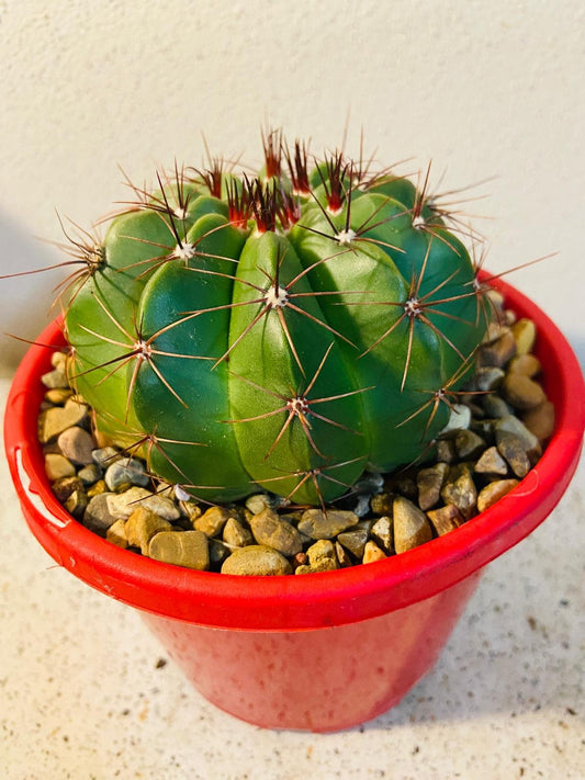 Cactus Special #24