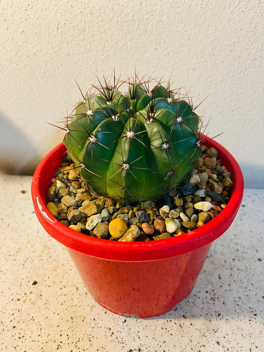 Cactus Special #25
