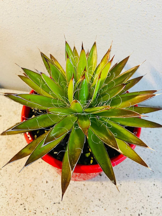 Agave Filifera #97