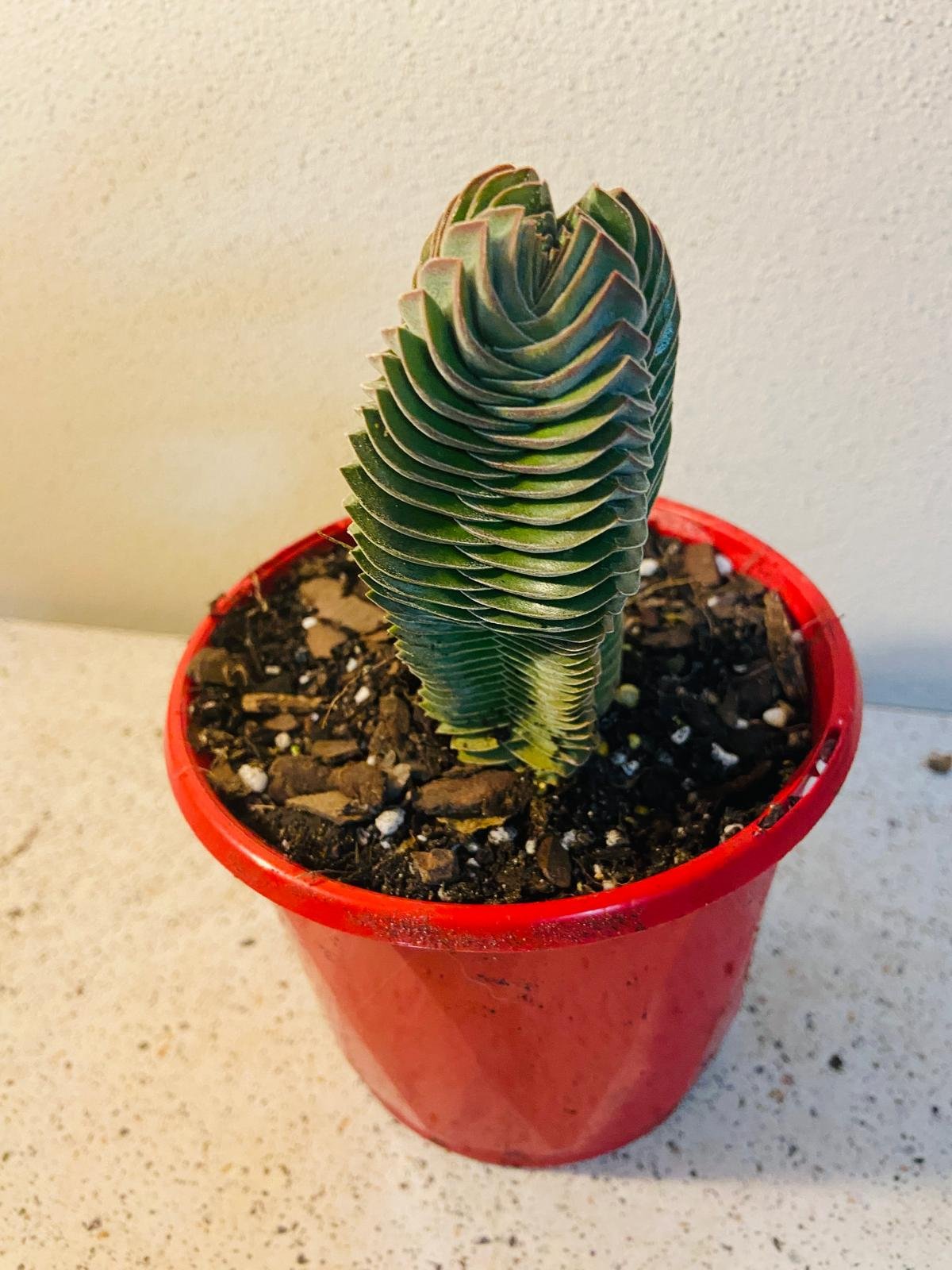 Crassula Buddha's Temple