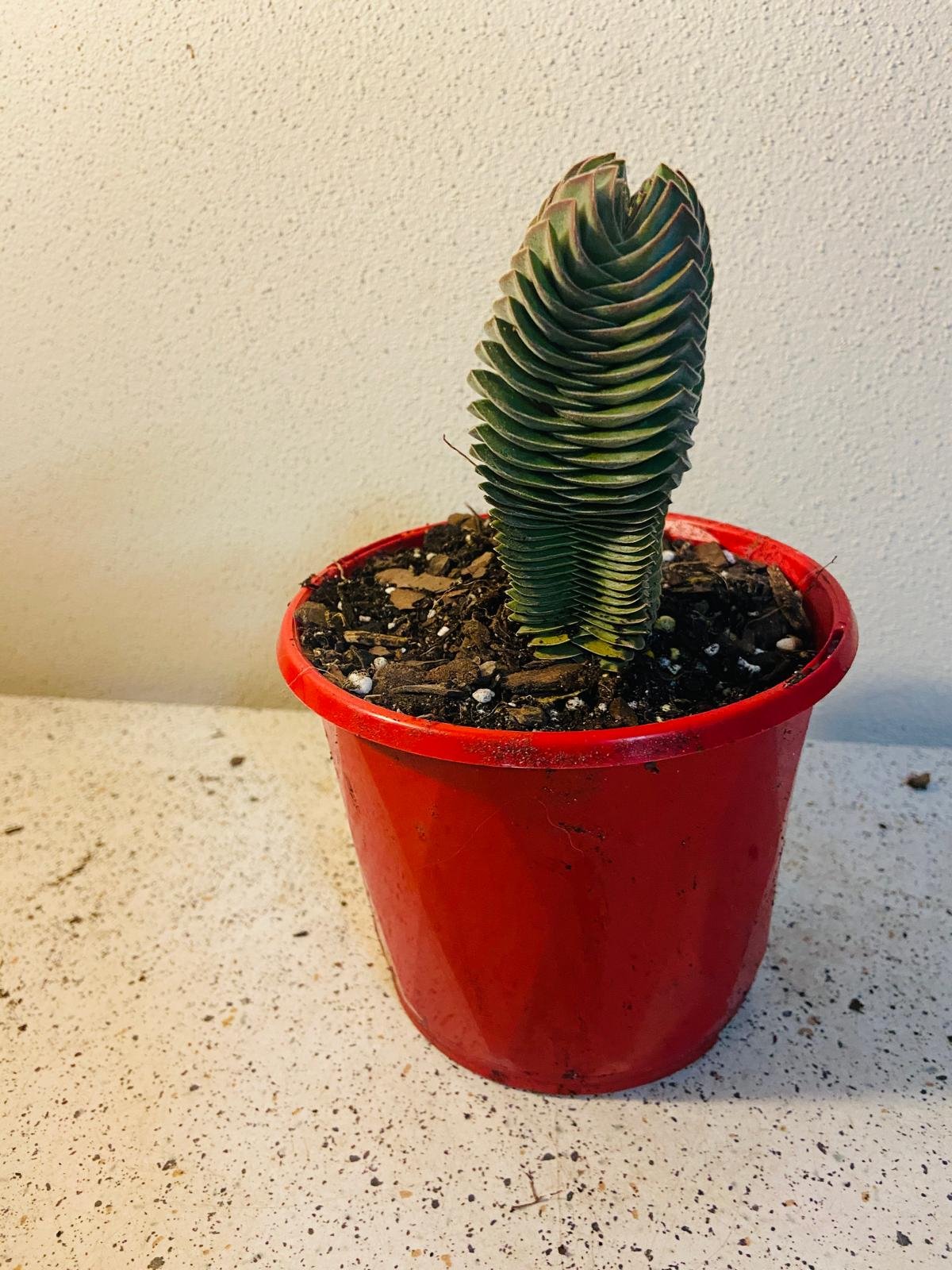 Crassula Buddha's Temple
