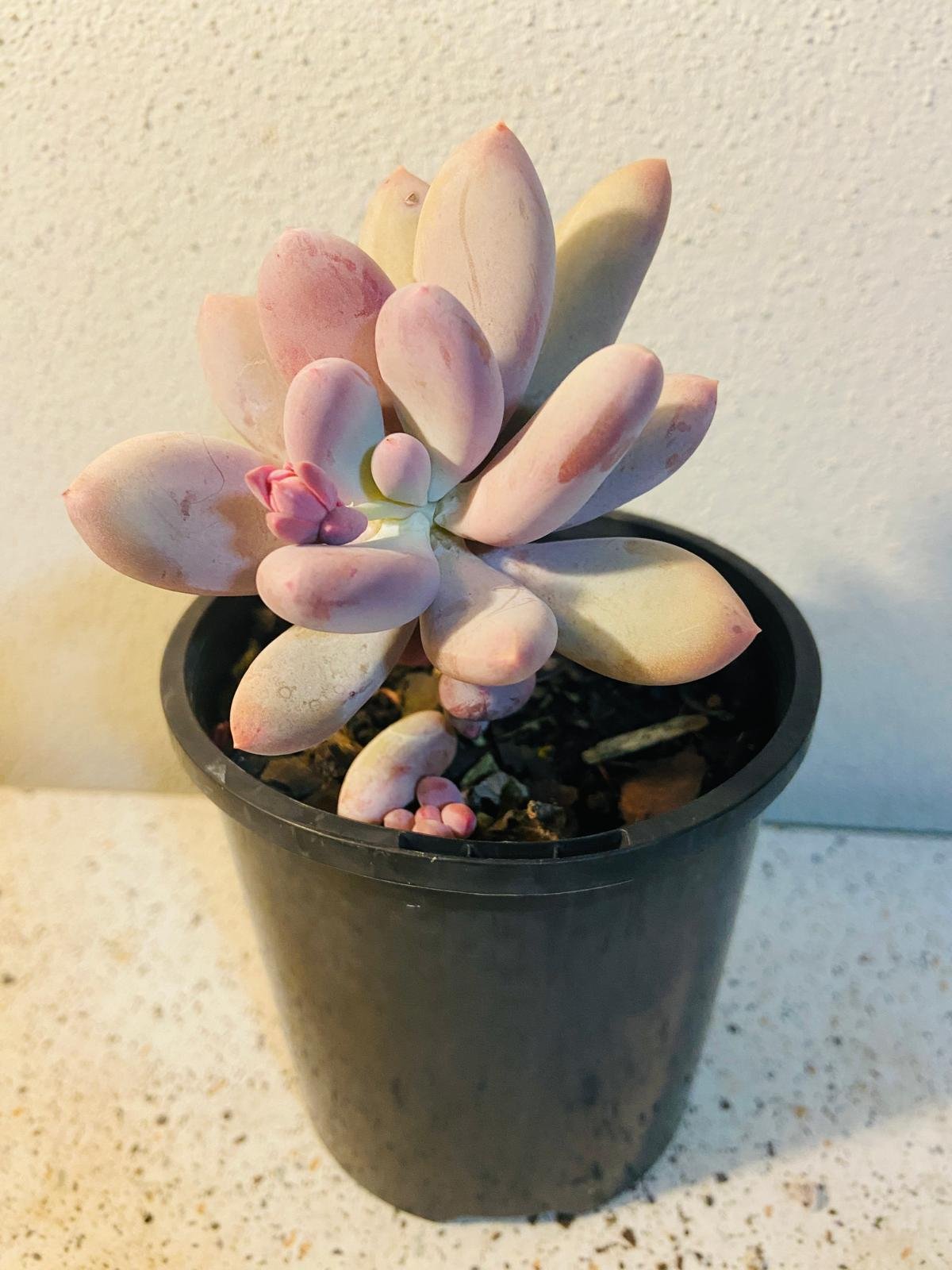 Pachyphytum glutinicaule Lavender Pebble