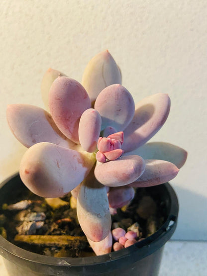 Pachyphytum glutinicaule Lavender Pebble