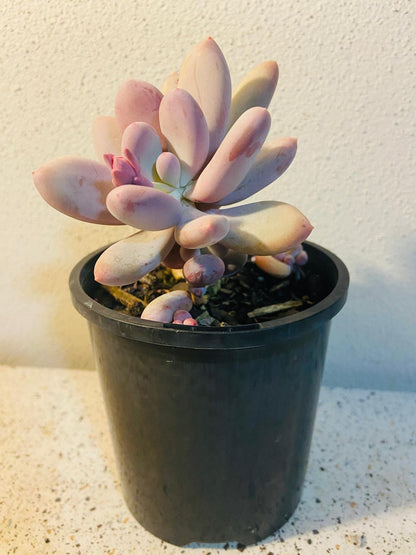Pachyphytum glutinicaule Lavender Pebble