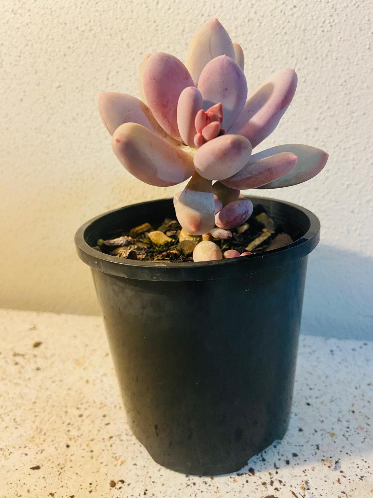 Pachyphytum glutinicaule Lavender Pebble