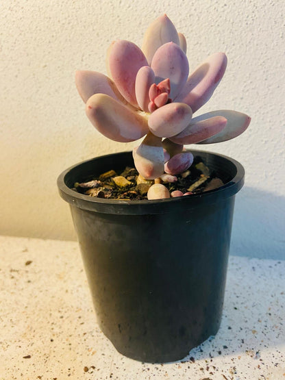 Pachyphytum glutinicaule Lavender Pebble