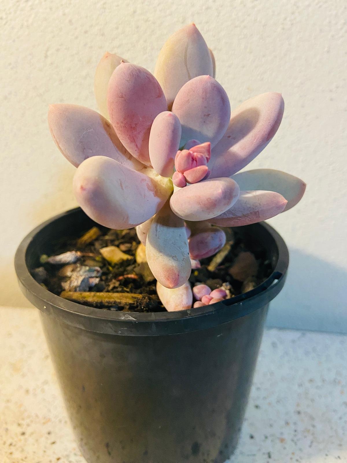 Pachyphytum glutinicaule Lavender Pebble