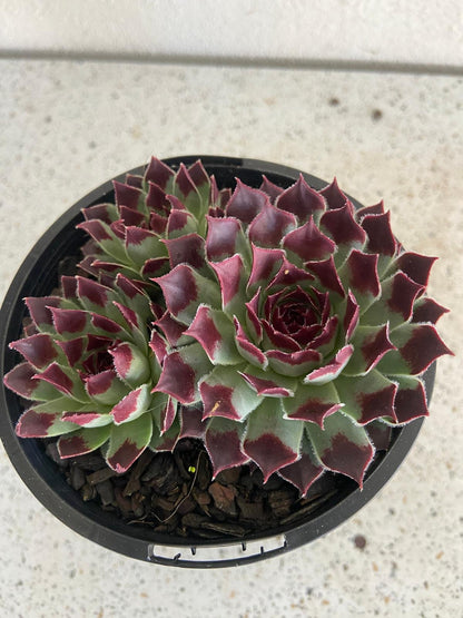 Sempervivum Calcareum 'Sir William Lawrence'