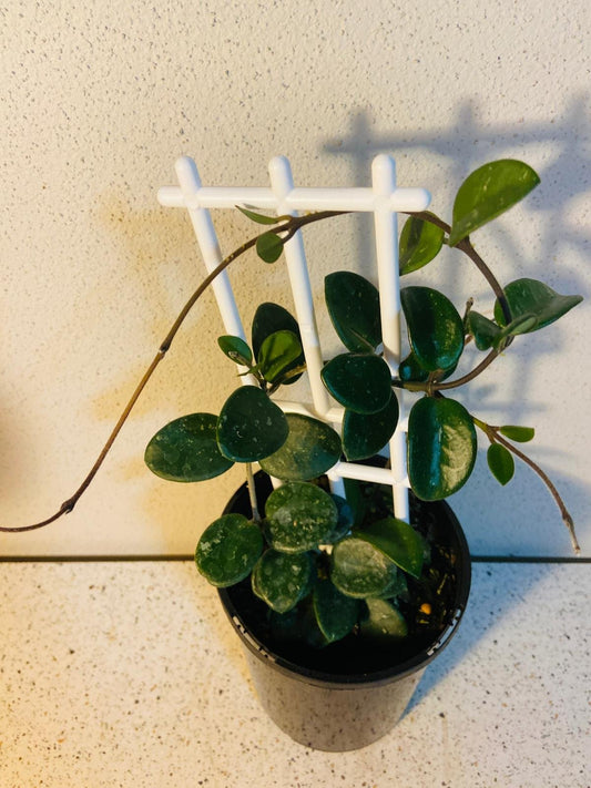 Hoya Mathilde