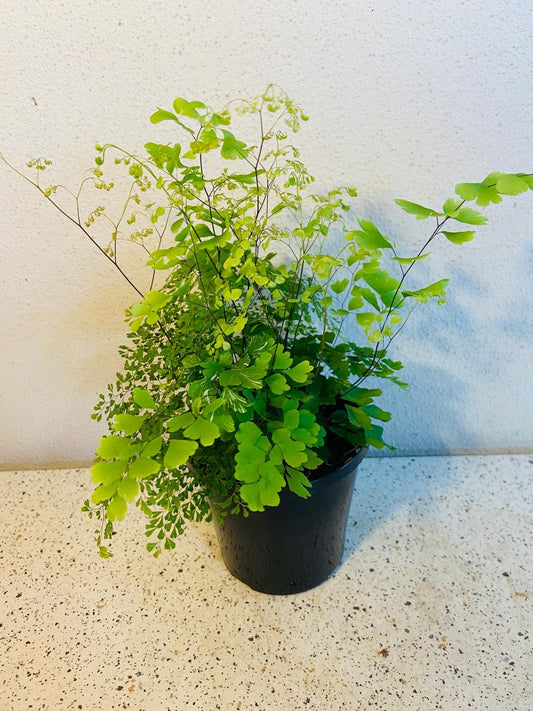 Maidenhair Fern - Mixed Spp #16