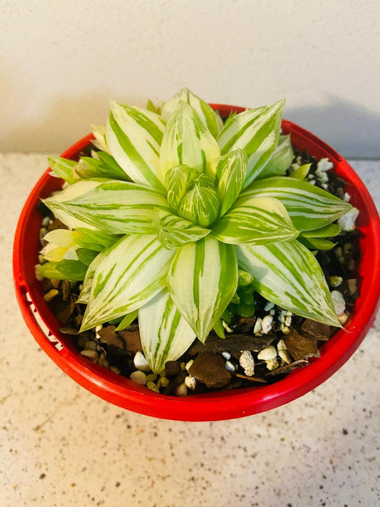 Haworthia Cymbiformis Variegated #38