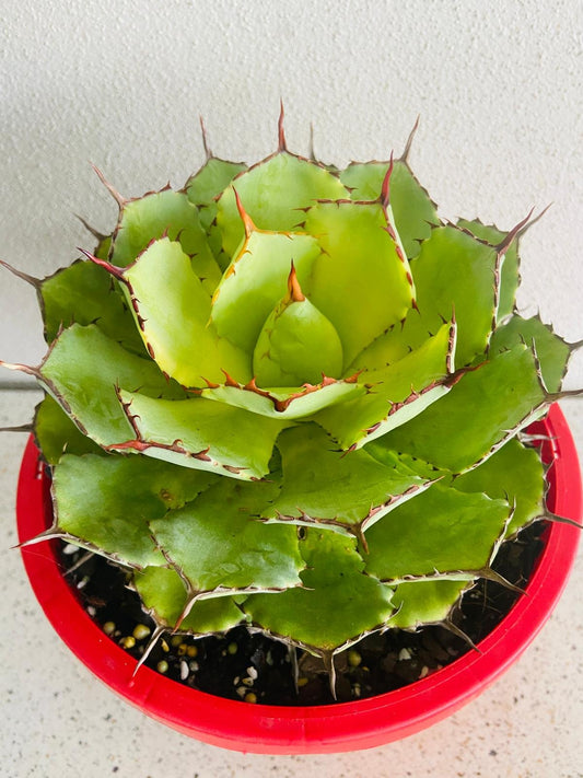 Agave Pale Moon #57