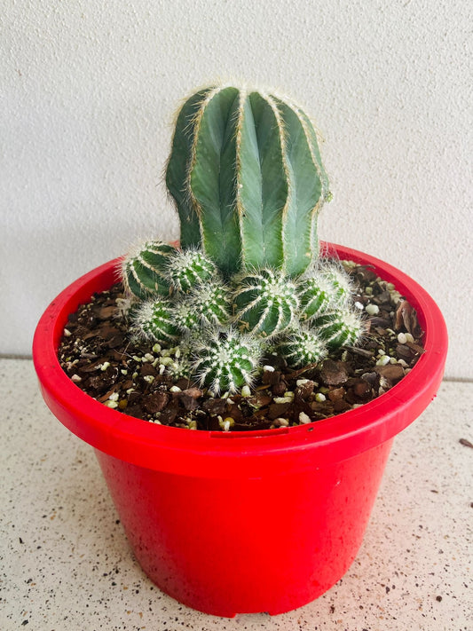 Cacti -Parodia Magnifica Caespitosa #54