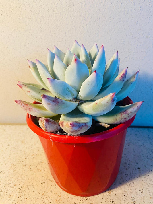 Echeveria Colorata #47