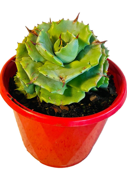 Agave Verschaffeltii Minima 130mm