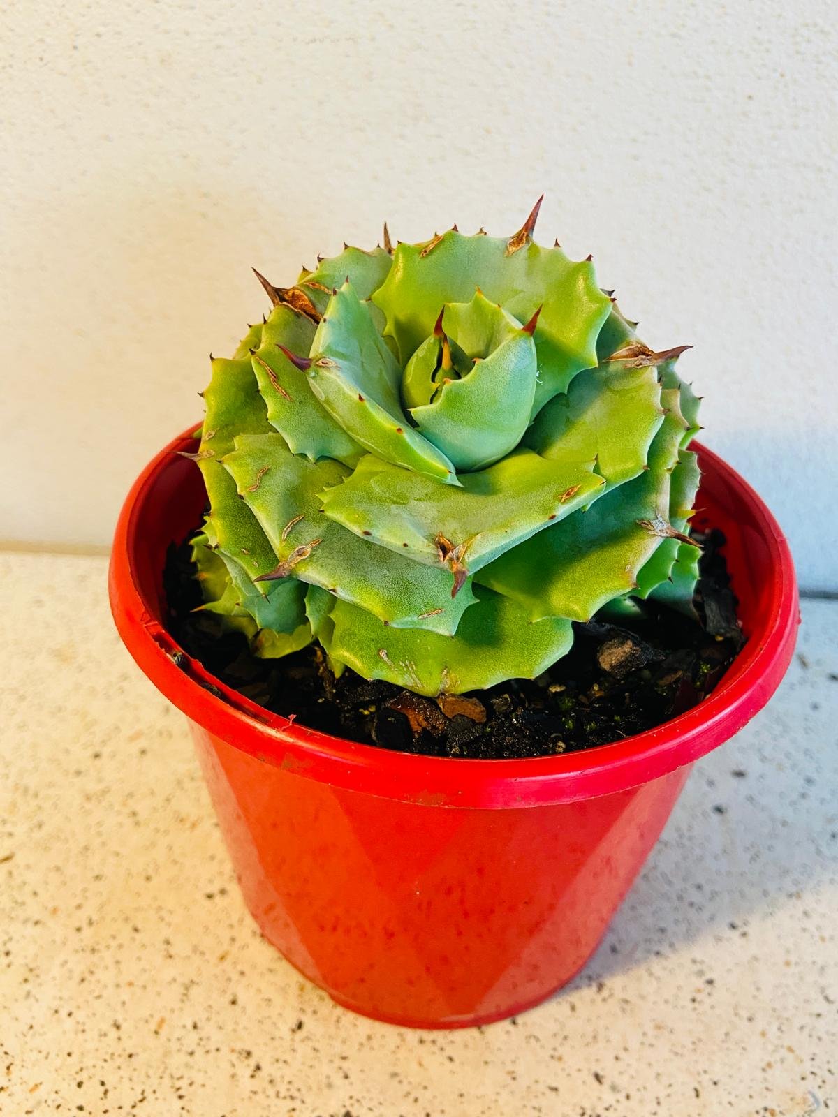 Agave Verschaffeltii Minima 130mm