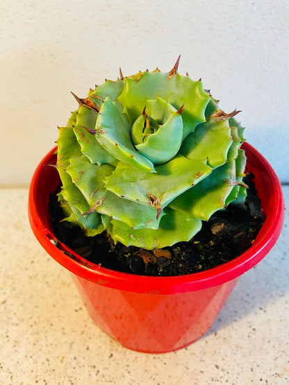 Agave Verschaffeltii Minima 130mm