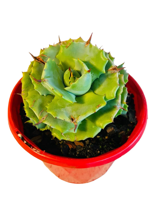 Agave Verschaffeltii Minima 130mm