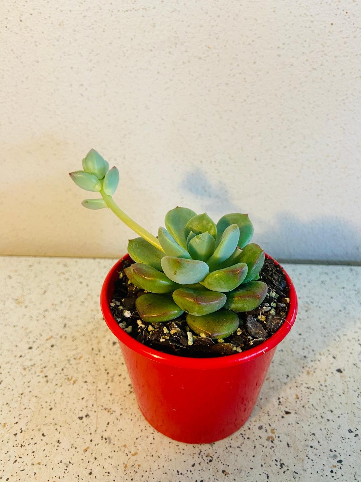 Graptovedum Gwendolene