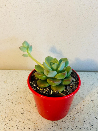 Graptovedum Gwendolene