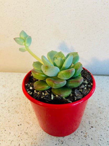 Graptovedum Gwendolene