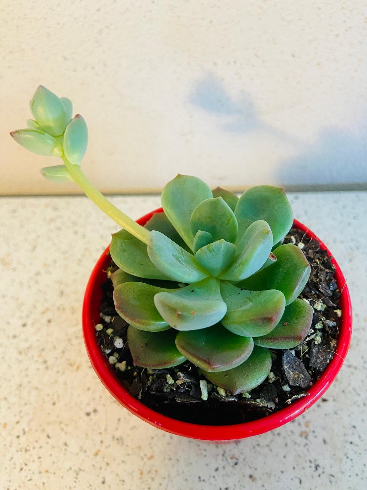 Graptovedum Gwendolene