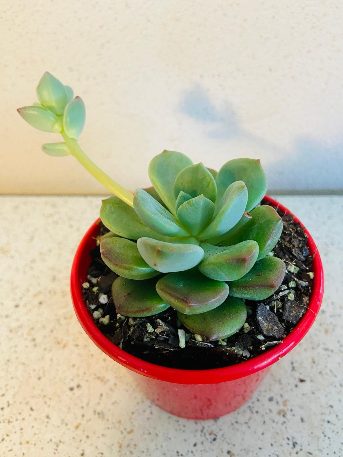 Graptovedum Gwendolene