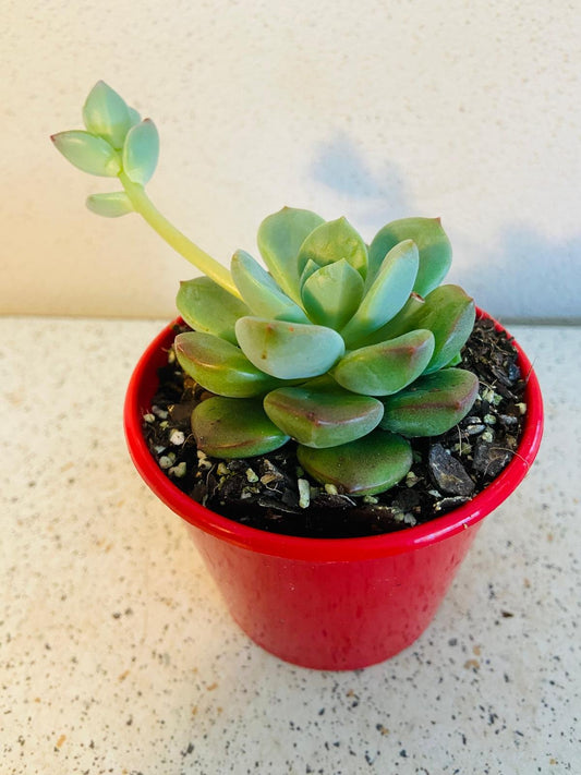 Graptovedum Gwendolene