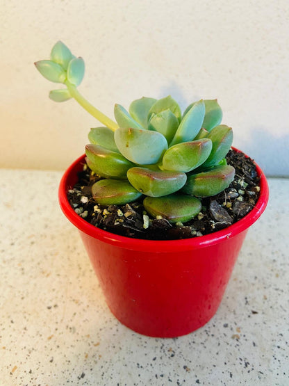 Graptovedum Gwendolene