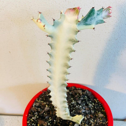 Euphorbia Lactea Variegated #39