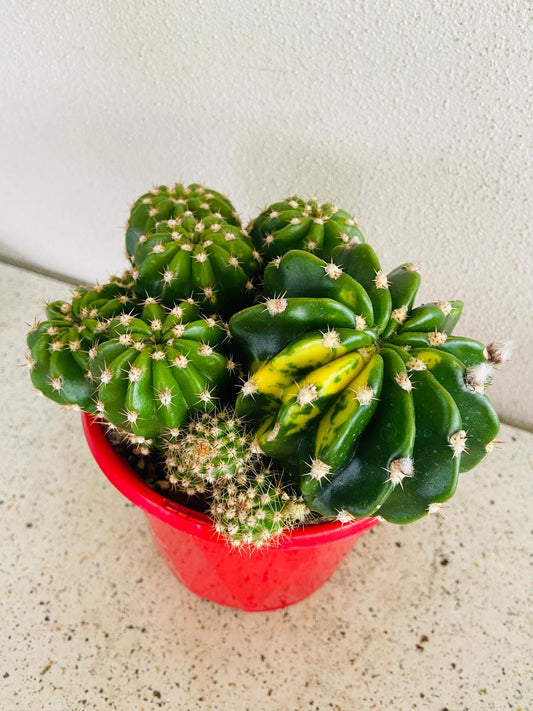 Cacti - Echinopsis #56