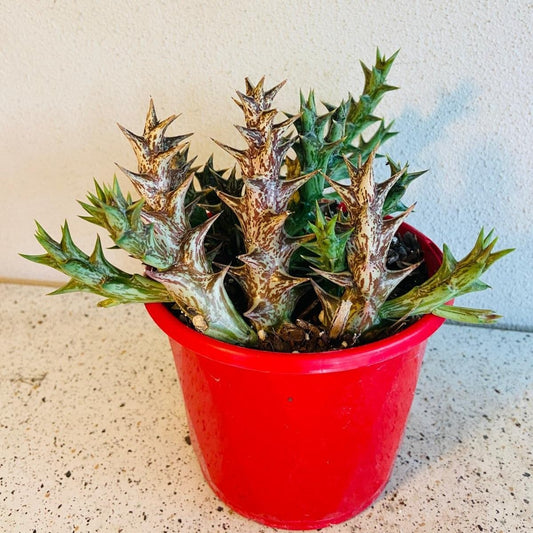Caraluma Hesperidum