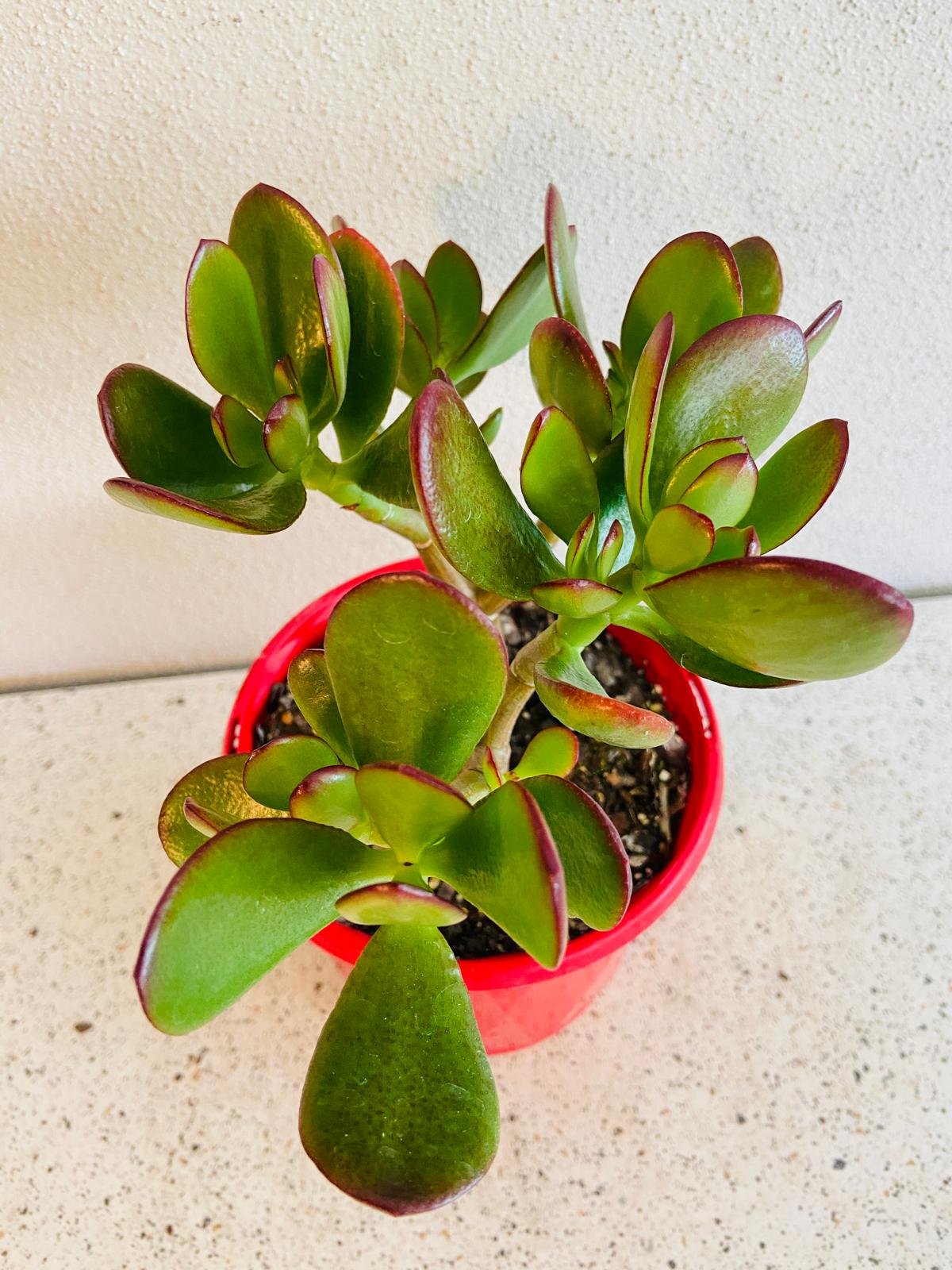 Crassula Crosby Red  - Cutting