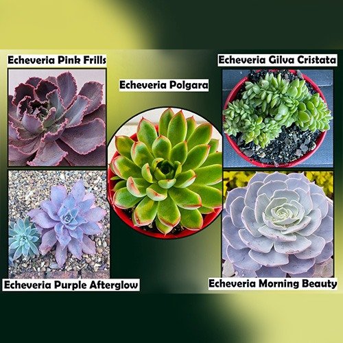 Echeveria  Value Buster Pack - 2