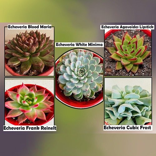 Echeveria  Value Buster Pack - 1