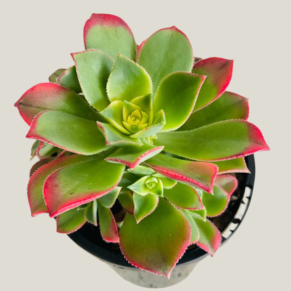 Aeonium ‘Kiwi’ – Colourful Tricolour Rosette | Vibrant, Easy-Care Succulent