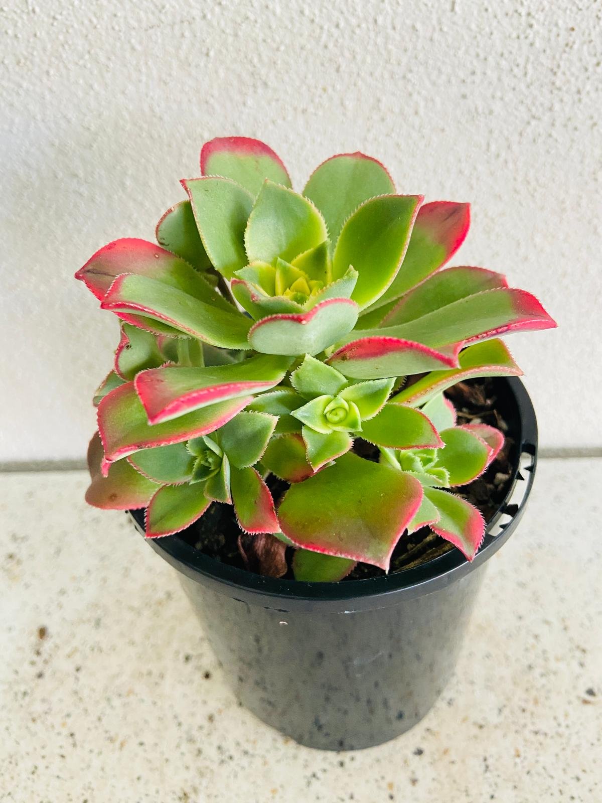 Aeonium ‘Kiwi’ – Colourful Tricolour Rosette | Vibrant, Easy-Care Succulent