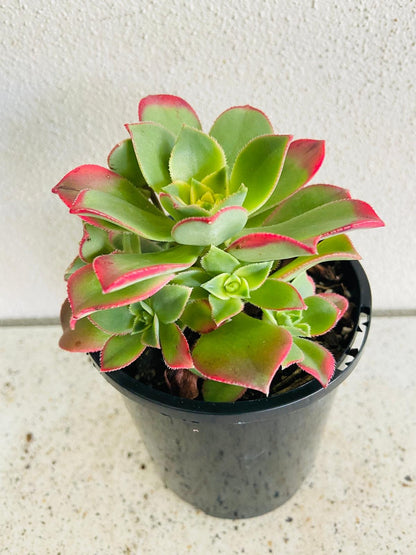 Aeonium ‘Kiwi’ – Colourful Tricolour Rosette | Vibrant, Easy-Care Succulent