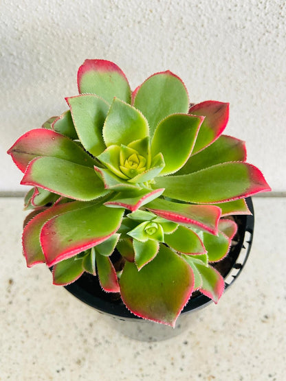 Aeonium ‘Kiwi’ – Colourful Tricolour Rosette | Vibrant, Easy-Care Succulent