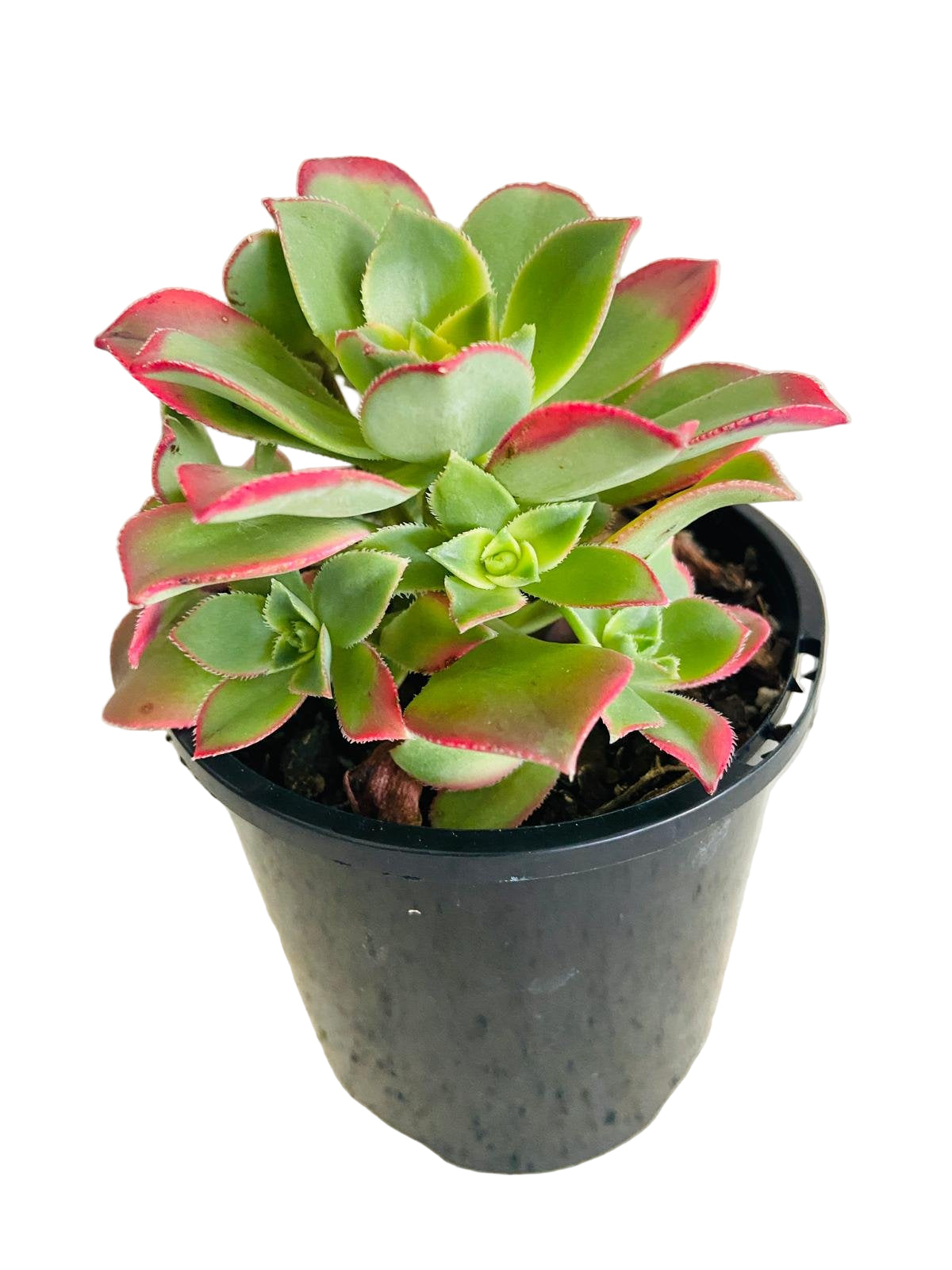 Aeonium ‘Kiwi’ – Colourful Tricolour Rosette | Vibrant, Easy-Care Succulent
