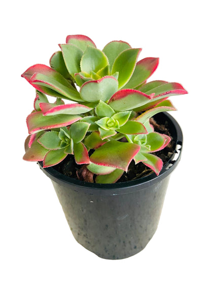 Aeonium ‘Kiwi’ – Colourful Tricolour Rosette | Vibrant, Easy-Care Succulent