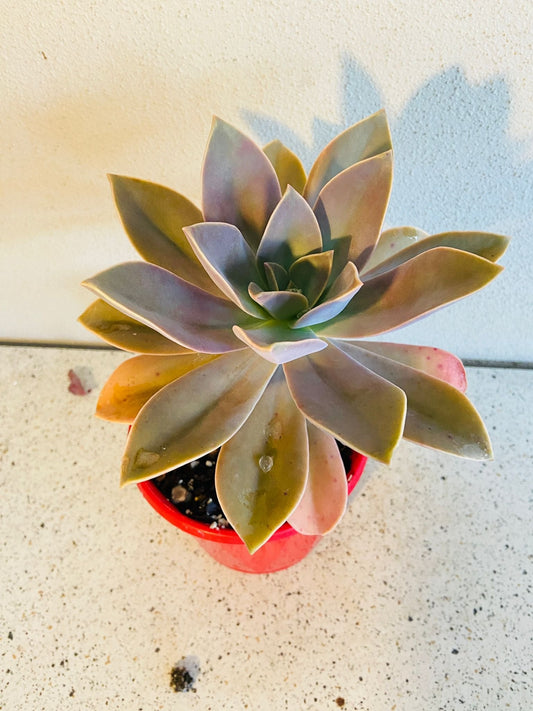 Graptoveria Fred Ives  130mm