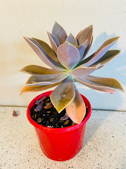 Graptoveria Fred Ives  130mm