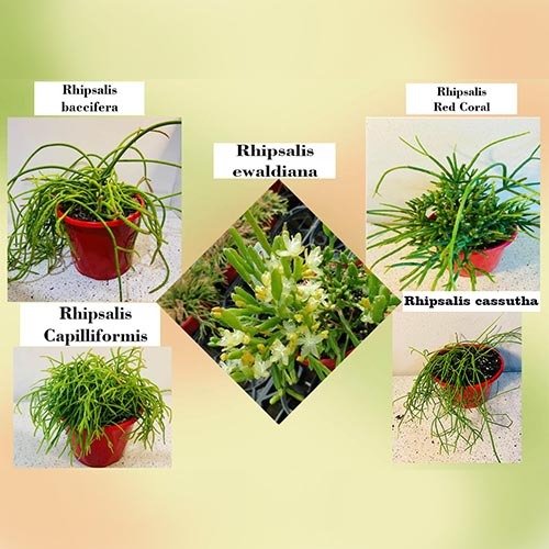 Rhipsalis Buster Pack
