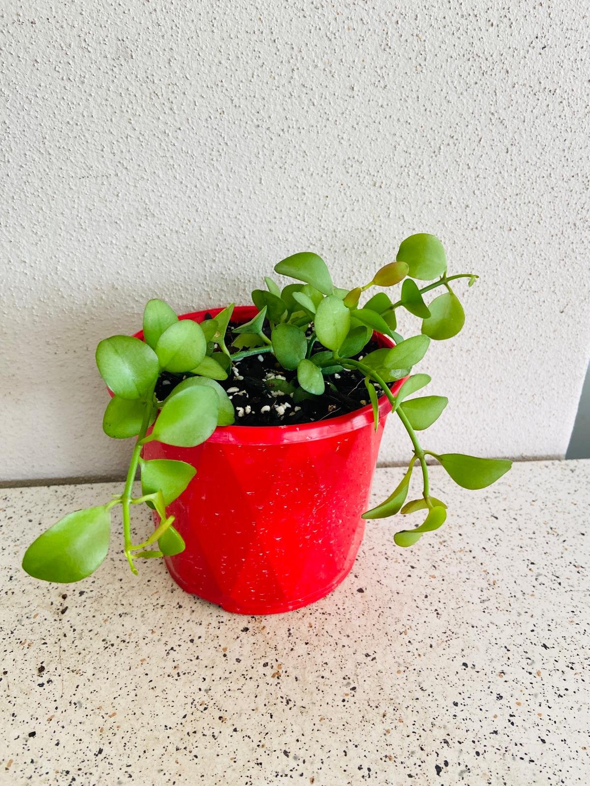 Dischidia Nummularia - String of Nickels  - Cutting
