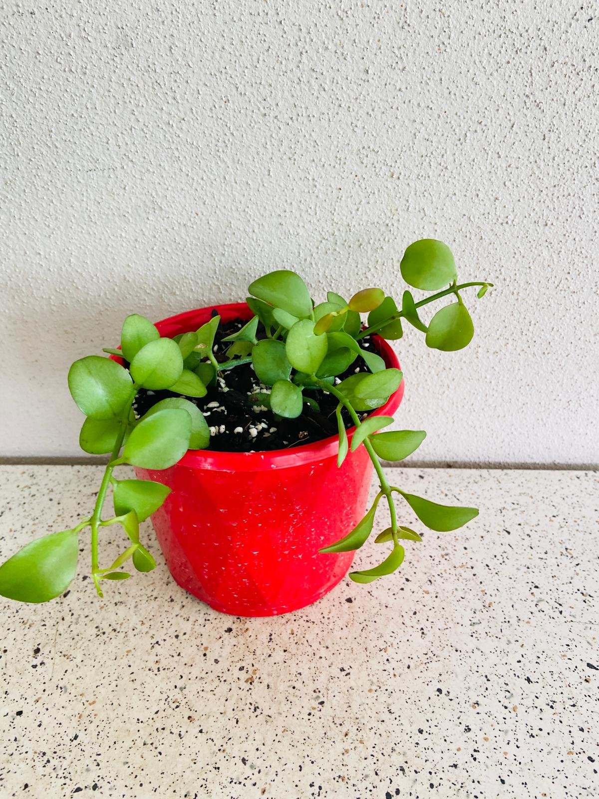 Dischidia Nummularia - String of Nickels  - Cutting