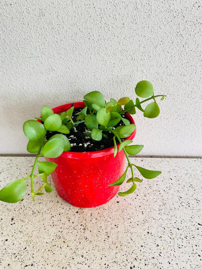 Dischidia Nummularia - String of Nickels  - Cutting