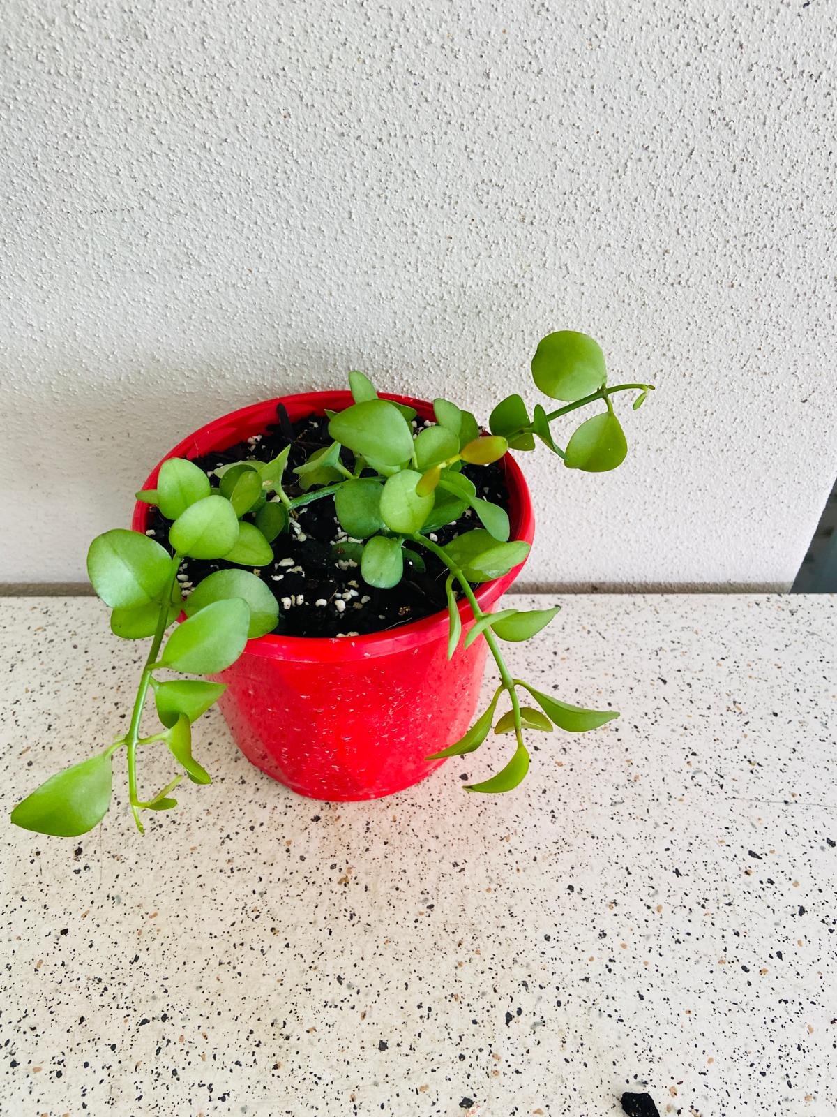Dischidia Nummularia - String of Nickels  - Cutting
